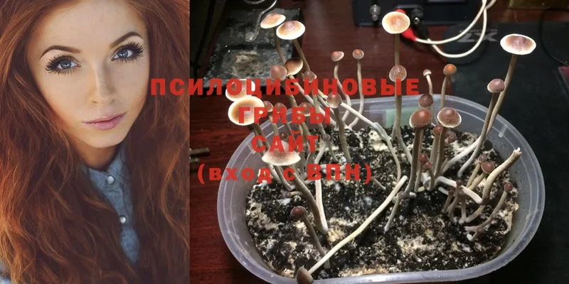 Псилоцибиновые грибы MAGIC MUSHROOMS  где продают наркотики  Алдан 